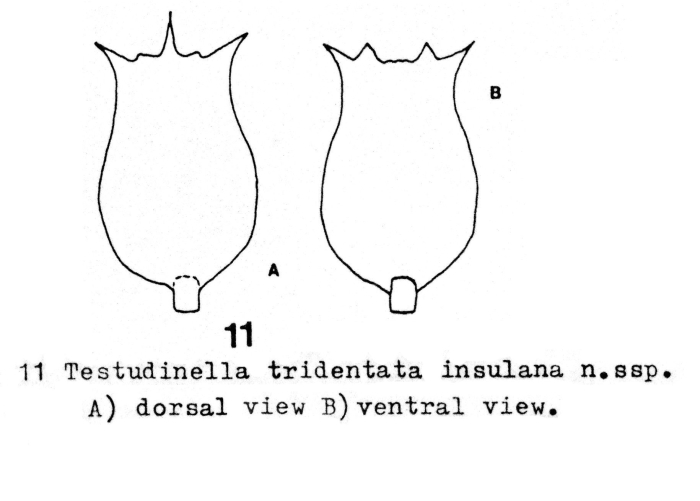Testudinella tridentata insulana - Original description image