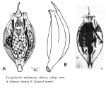 Testudinella tridentata obtusa - Original description image