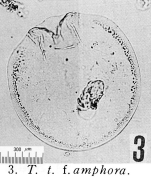 Testudinella trilobata f. amphora - Original description image