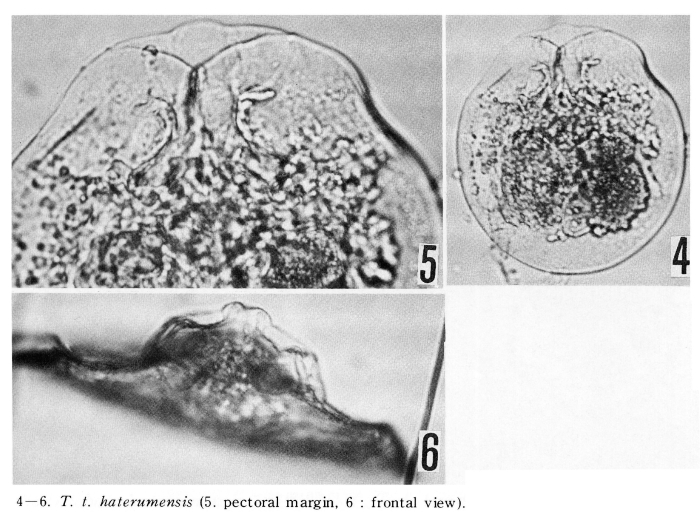 Testudinella trilobata haterumensis - Original description image
