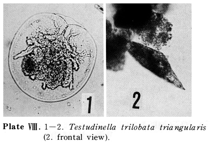 Testudinella trilobata triangularis - Original description image