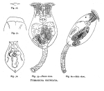 Testudinella truncata