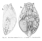 Testudinella truncata