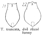 Testudinella truncata