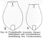 Testudinella truncata