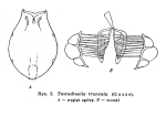 Testudinella truncata