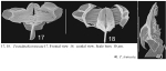 Testudinella truncata