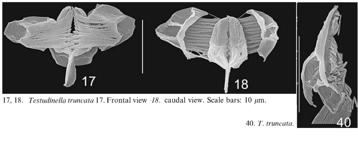 Testudinella truncata Testudinella truncata