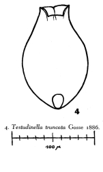 Testudinella truncata