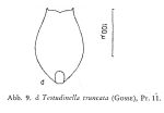 Testudinella truncata