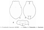 Testudinella truncata