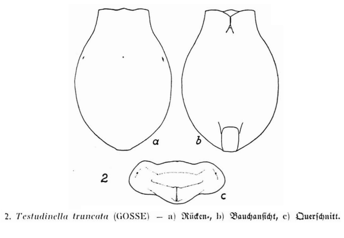 Testudinella truncata Testudinella truncata