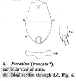 Testudinella truncata