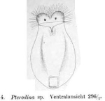 Testudinella truncata