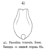 Testudinella truncata