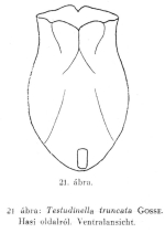 Testudinella truncata