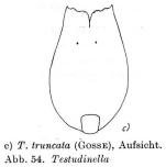 Testudinella truncata