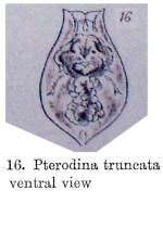 Testudinella truncata - Original description image