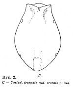 Testudinella truncata var. ecornis