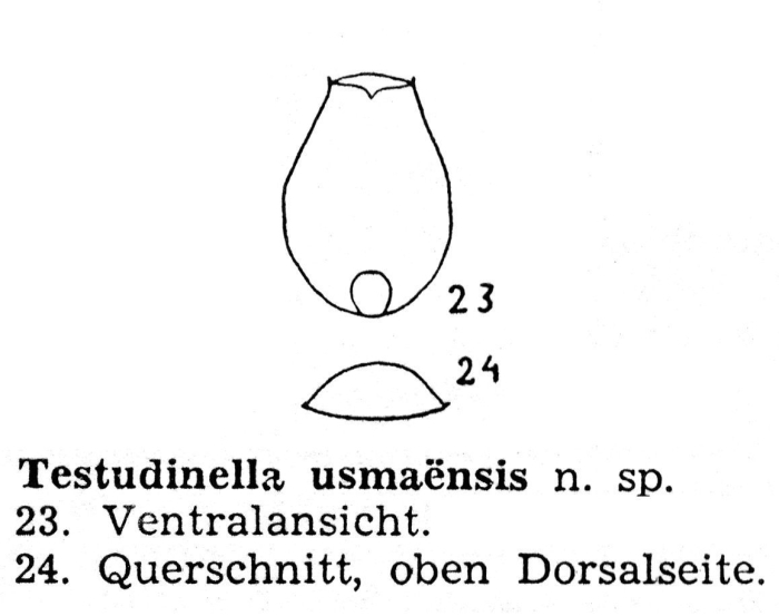 Testudinella truncata var. usmaensis - Original description image