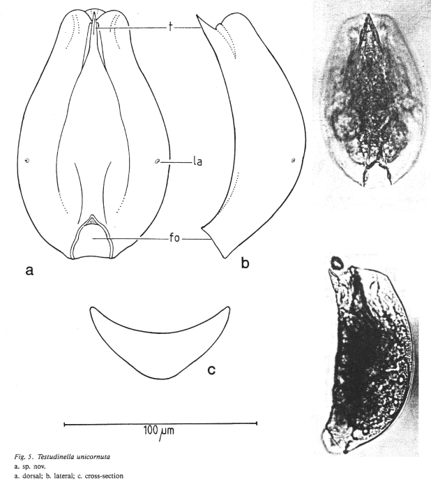 Testudinella unicornuta - Original description image
