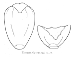 Testudinella vanoyei - Original description image