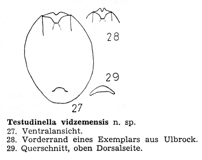 Testudinella vidzemensis Testudinella vidzemensis