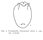 Testudinella vidzemensis alofsi - Original description image
