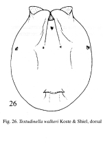 Testudinella walkeri