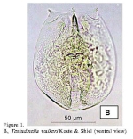 Testudinella walkeri