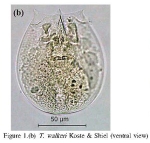 Testudinella walkeri