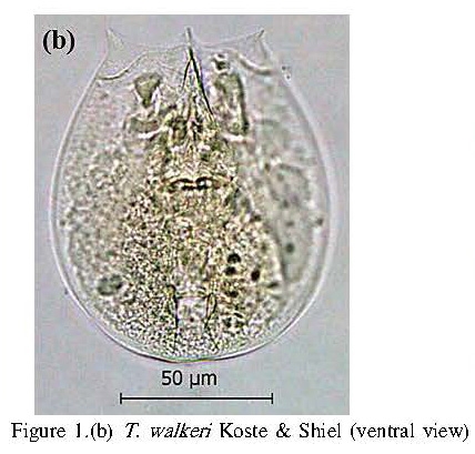 Testudinella walkeri Testudinella walkeri