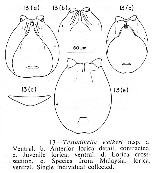 Testudinella walkeri - Original description image