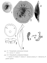 Testudinella wuhanensis - Original description image