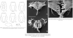 Testudinella zhujiangensis