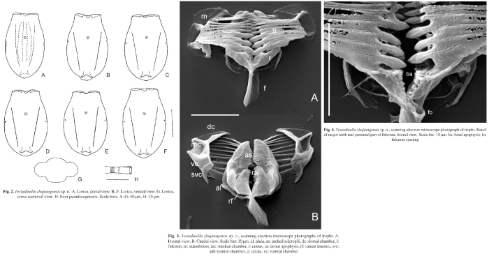 Testudinella zhujiangensis Testudinella zhujiangensis