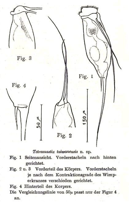 Tetramastix taiwanensis - Original description image