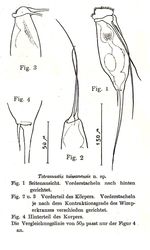 Tetramastix taiwanensis