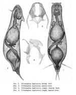Tetrasiphon hydrocora