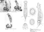 Tetrasiphon hydrocora