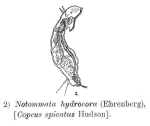 Tetrasiphon hydrocora