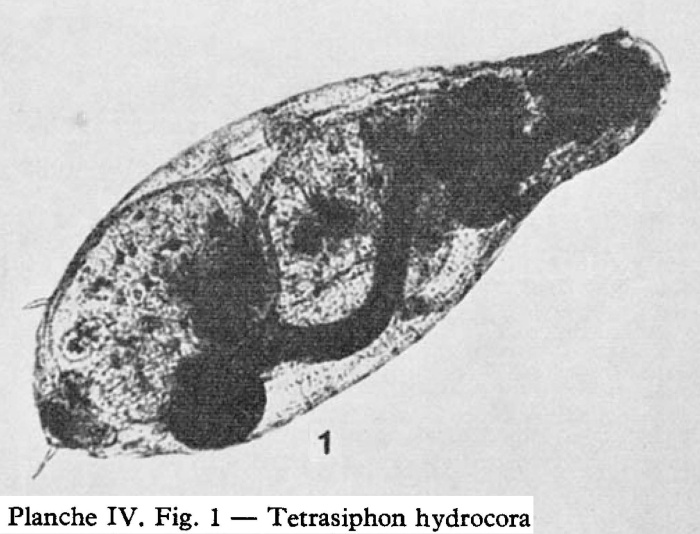 Tetrasiphon hydrocora Tetrasiphon hydrocora