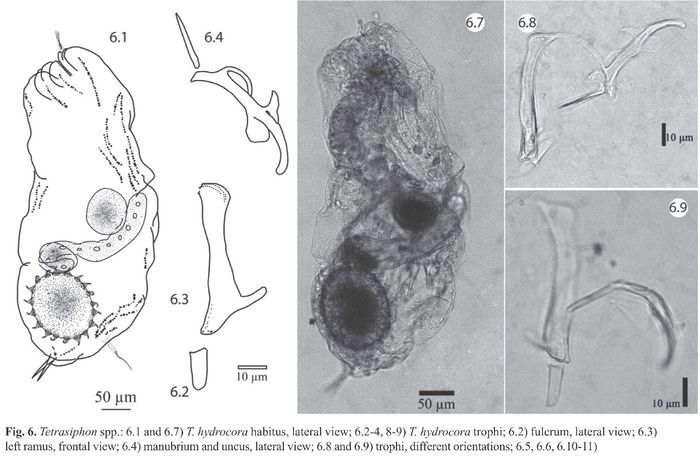 Tetrasiphon hydrocora Tetrasiphon hydrocora