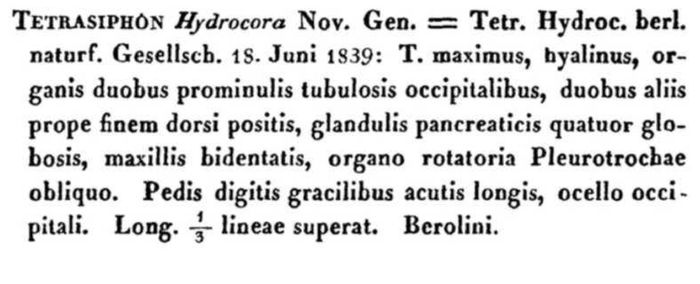 Tetrasiphon hydrocora - Original description image