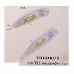 Theorus uncinatus