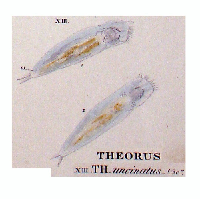 Theorus uncinatus Theorus uncinatus