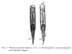 Theorus uncinatus