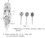 Theorus uncinatus