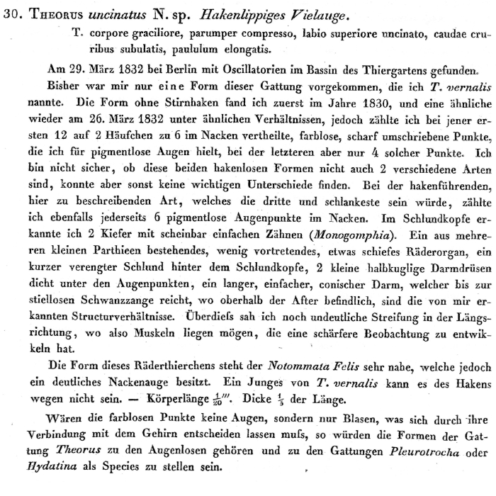 Theorus uncinatus - Original description image