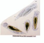 Theorus vernalis